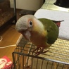 とりけい