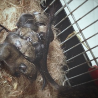 長崎県☆デグー