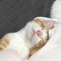 きたろう