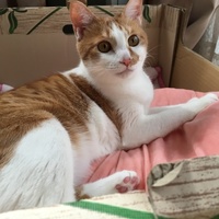 ゆず