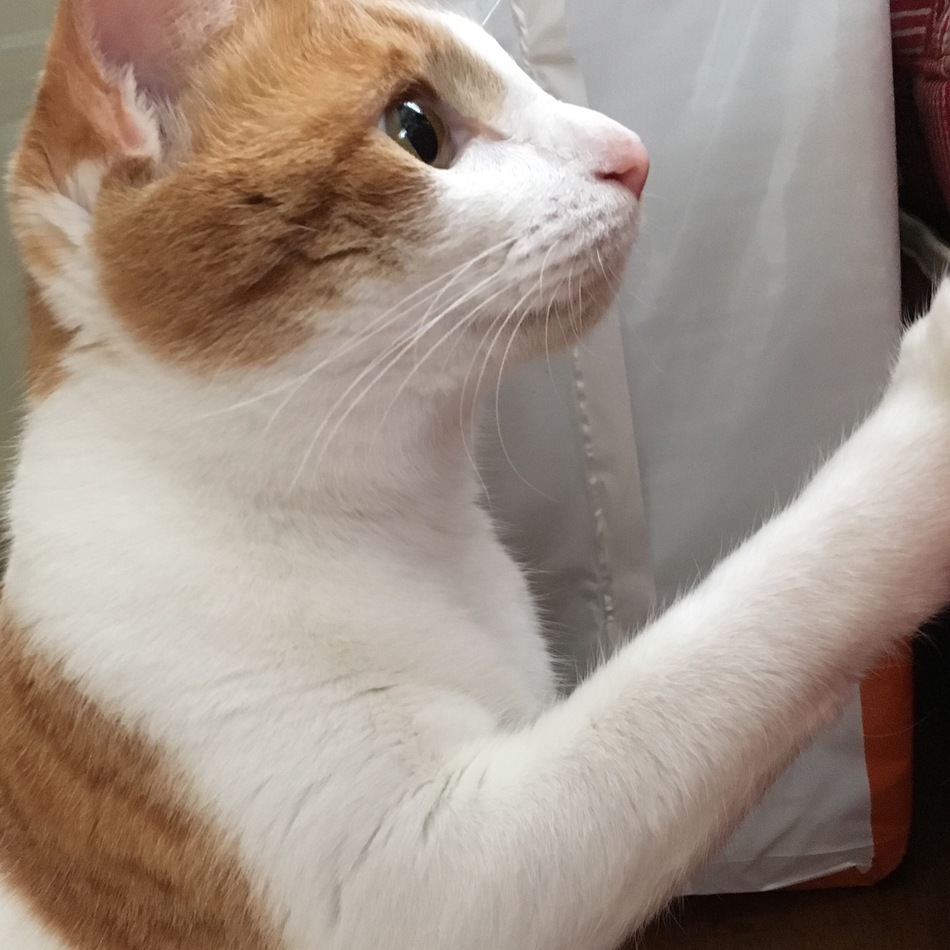 ゆずのカバー写真