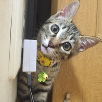 音(おと)