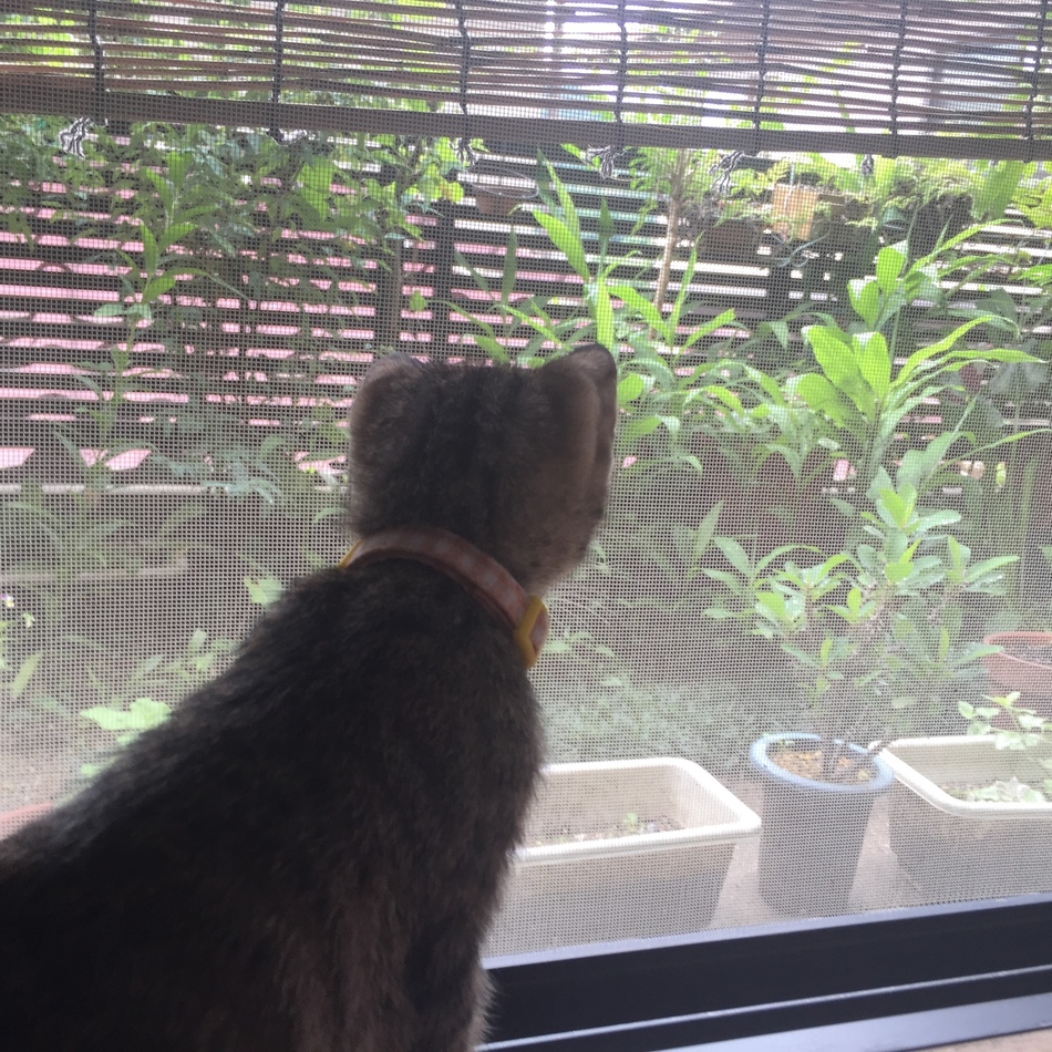 音(おと)のカバー写真