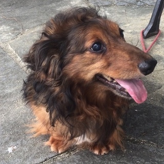 ミニチュアダックス　ステップ君、　家族を募集