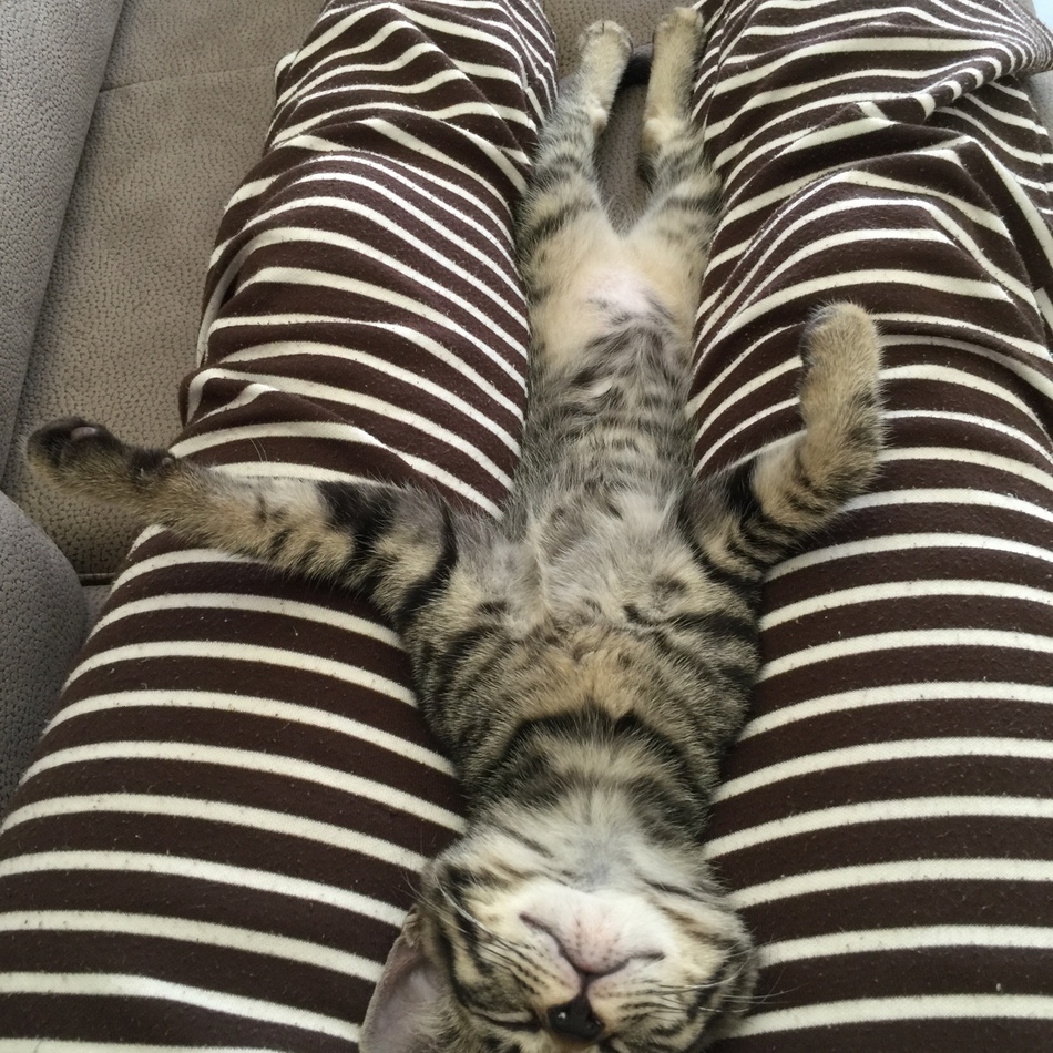 夏子のカバー写真