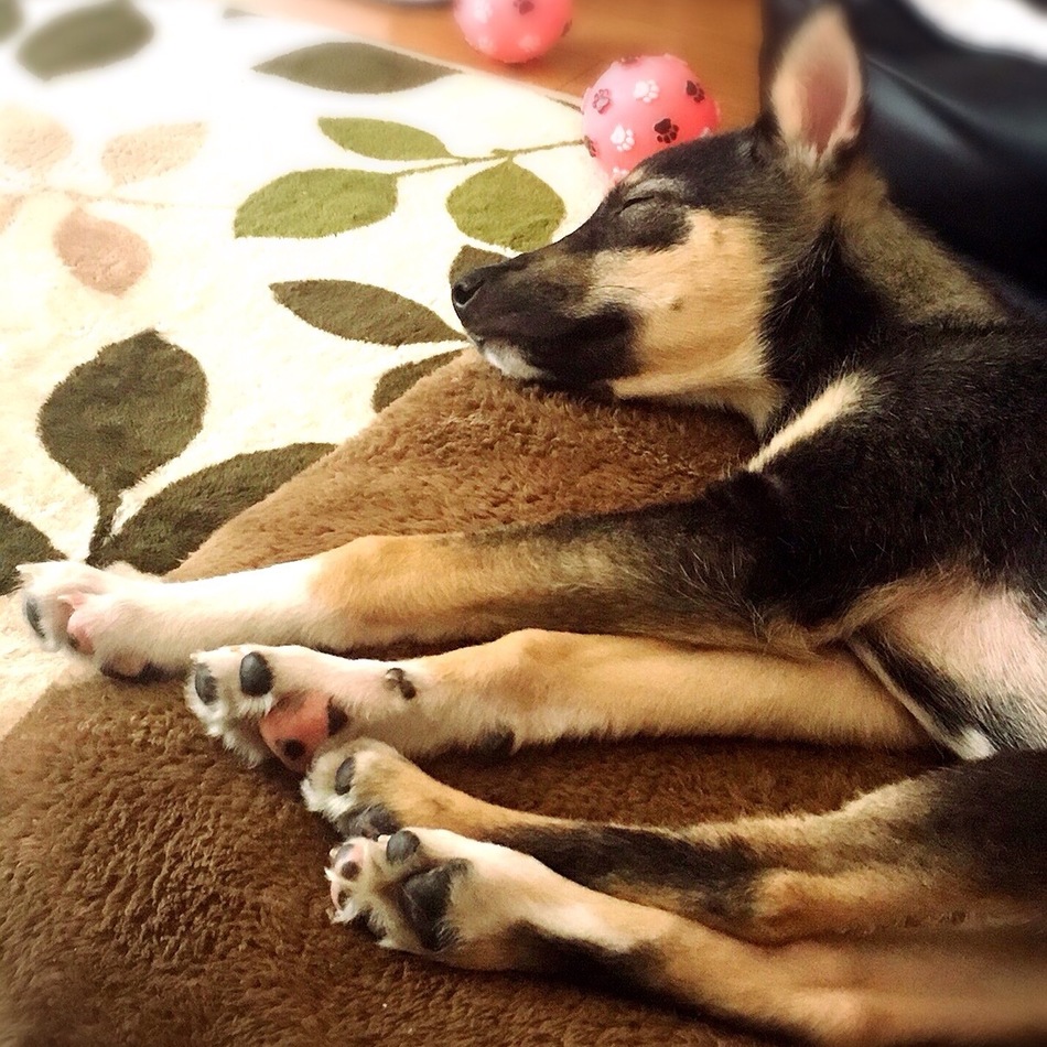 こはくのカバー写真