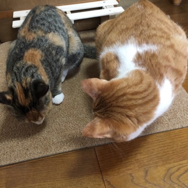 mmama4cのカバー写真