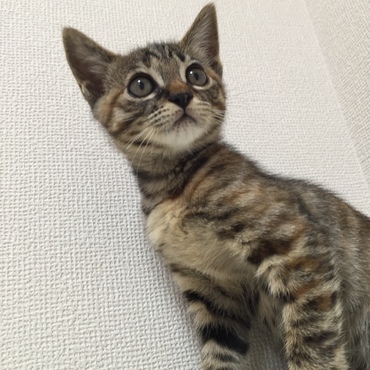 大きくなったわ