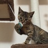 キャットタワー熱中…（＾＿＾）☆