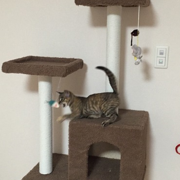 相当興奮状態