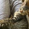 甘えたトラは私の脚の上で気持ち良ささうにまどろむ
