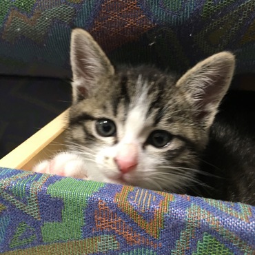 面談した時から人懐こい猫でした