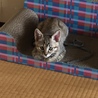 みゃーみ