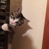 ついたてをのぼる