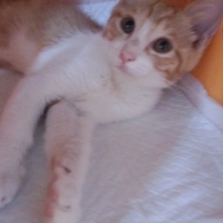 めちゃくちゃ可愛い茶白の女の子(２か月）