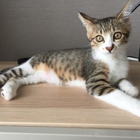 うなぎ
