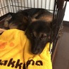 去勢してショボーン