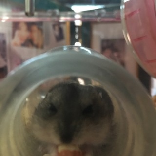 ジャンガリアンハムスター 里親募集