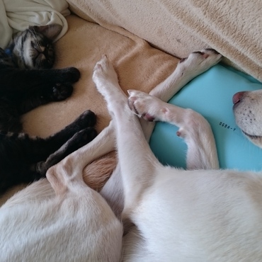 優しく見守るシフォンさん♥