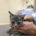 生後2ヶ月くらいの子猫ちゃん 家族募集中