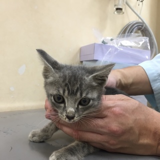 生後2ヶ月くらいの子猫ちゃん 家族募集中