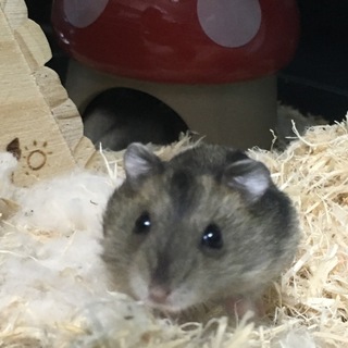 ジャンガリアンハムスター 里親募集