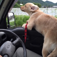 はなこ