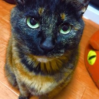 長谷川たいが