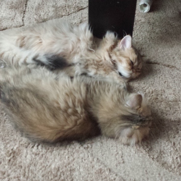 じゅうたんに同化しちゃうにゃん