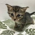 キジトラ子猫