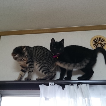 押すんじゃないわよー‼‼