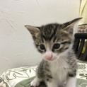 キジトラ白子猫