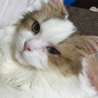 マオ