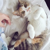 ミラ