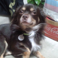 ちゃちゃ、ファル