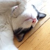 暑いね…分かるよ、身体が溶けるような感じ…。身体伸びすぎだけどね！