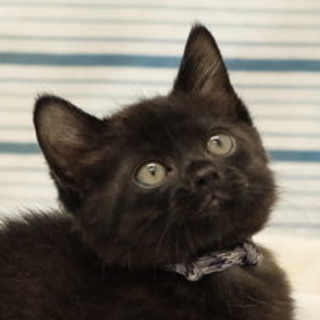 真ん丸顔がキュートな黒猫ちゃん