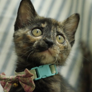 性格ピカイチ★さびねこちゃん