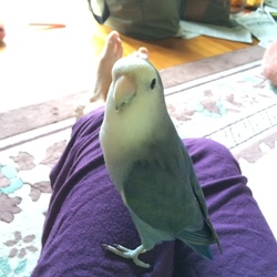 待つわ