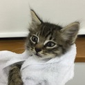 子猫の里親募集