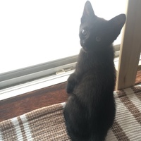 ハル