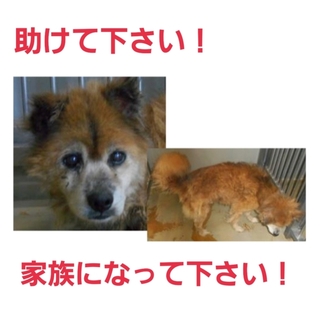 現地で里親様が見つかりました!