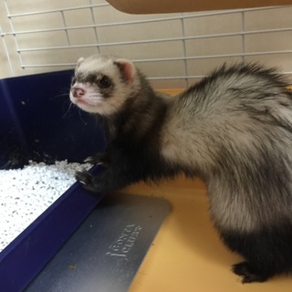 フェレット １歳 里親募集