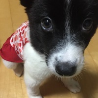 児玉 菜摘