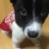 児玉 菜摘