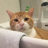 シンクがお気に入り