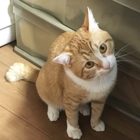 むぎ