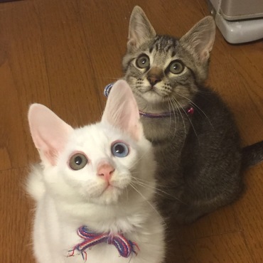 おねだりする時の顔が可愛すぎる❤️