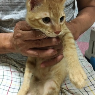 【至急！】引き取ってください！