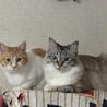 セルリアンセリー